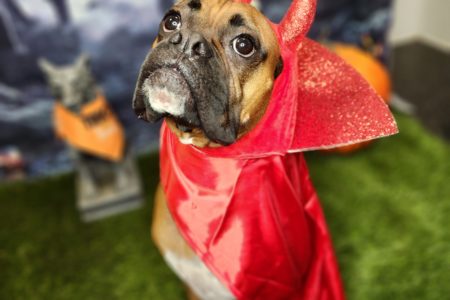 Halloween Doggie Daycare