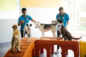 Dog behavior experts train four dogs at Dogtopia of Cherry Hill daycare.