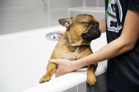 A groomer is giving a bath to a French bulldog at Dogtopia of Cherry Hill Spa.