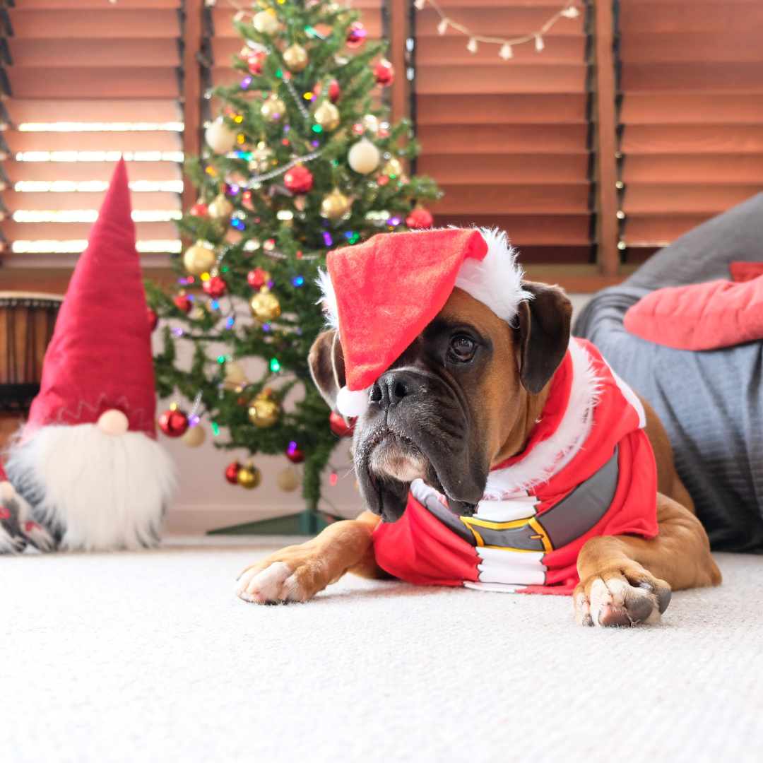 Christmas Photo Party Day! Olathe