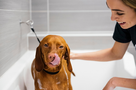 Scruffy taking a bath