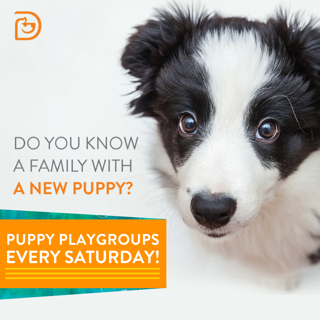 Puppy Play Group Yorktown