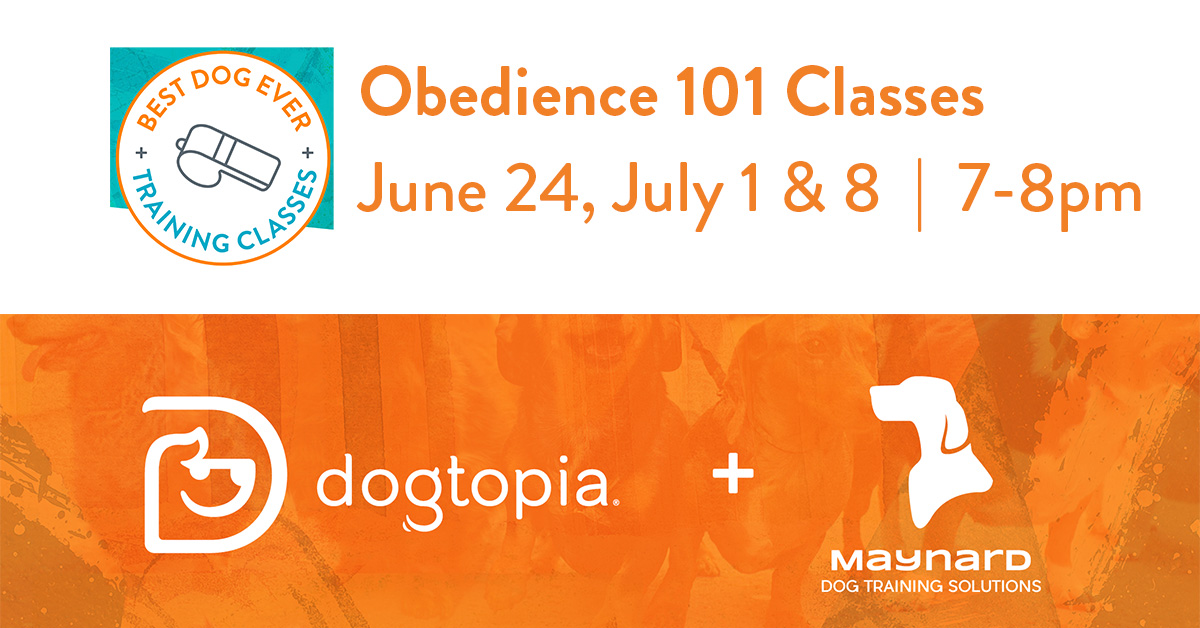 Obedience 101 Classes Warwick