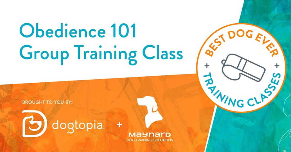 Obedience 101 Classes Warwick