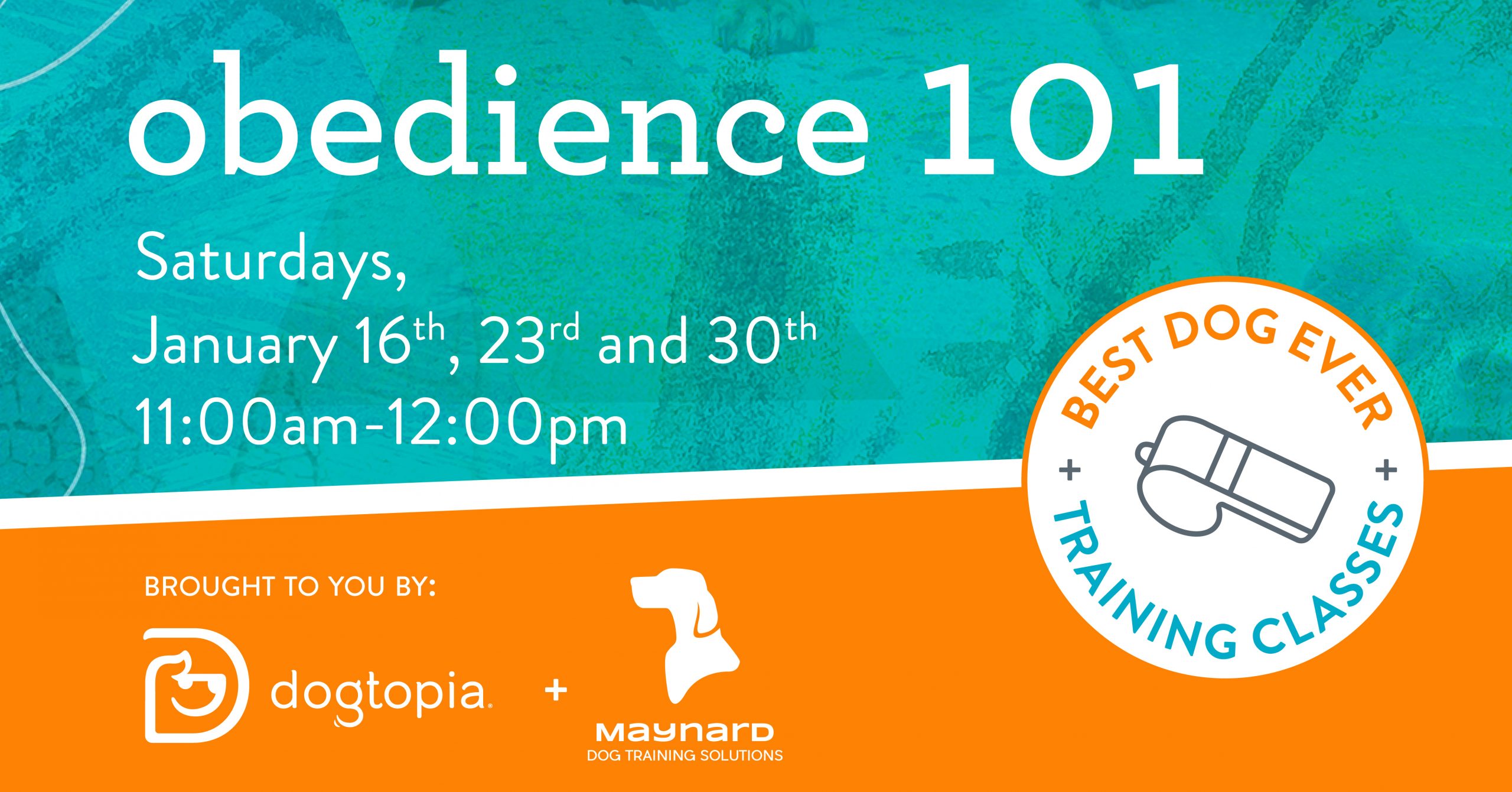 Obedience 101 Training Classes Warwick