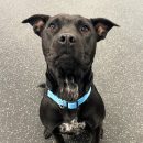 Bella Dog of the Week Dogtopia Warwick