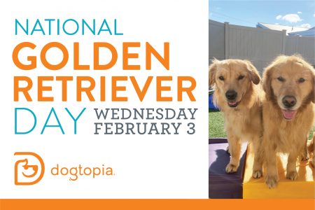 Golden Retriever Day