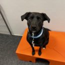 Dog of the Week Dogtopia Warwick