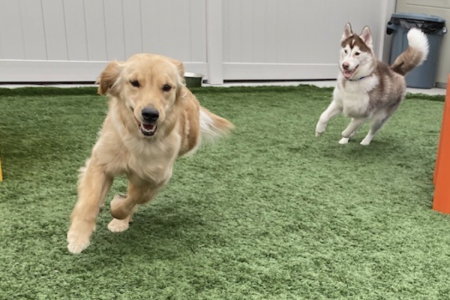 May Calendar Dogtopia Warwick