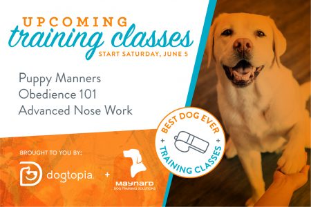 Dog Training Claasses Dogtopia Warwick