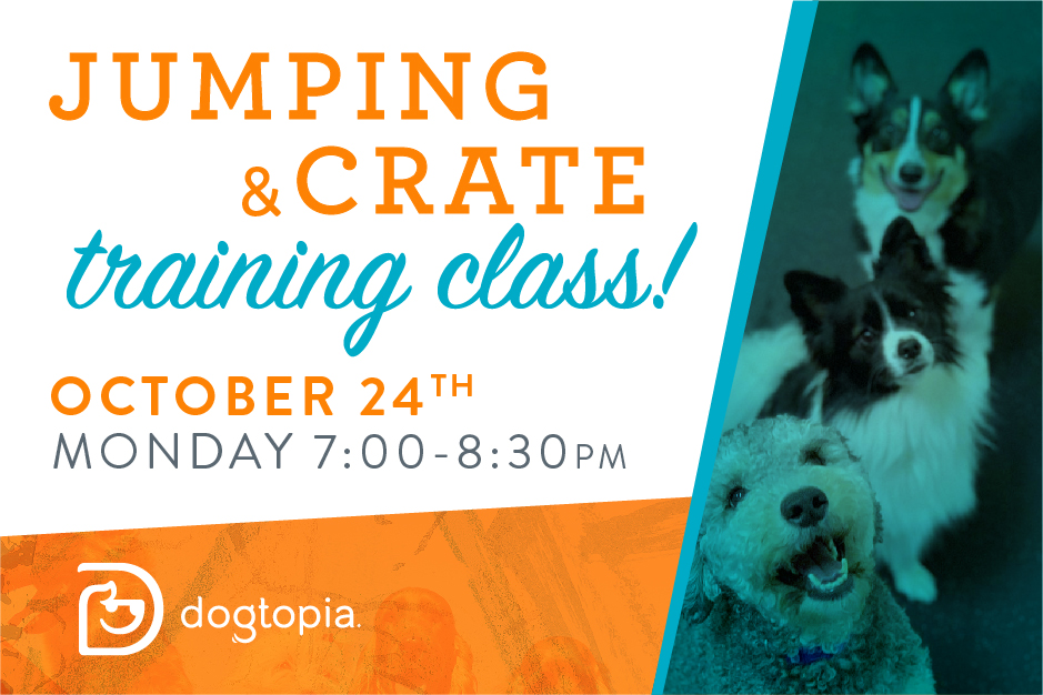 Jumping & Crate Training Class Warwick