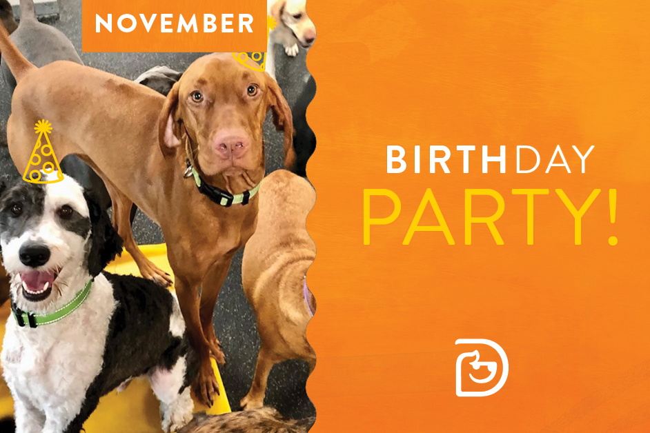 November Birthday Party Warwick