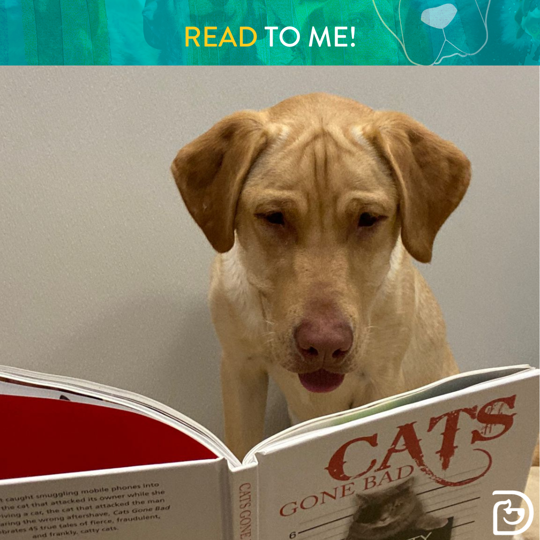 Read Ror Me International Read to Me Day - Barrie