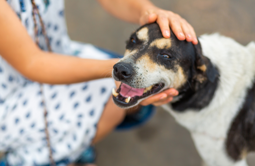 National Rescue Dog Day - Barrie