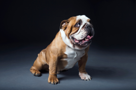 bulldogs-are-beautiful
