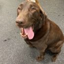 chocolate-labrador-retriever
