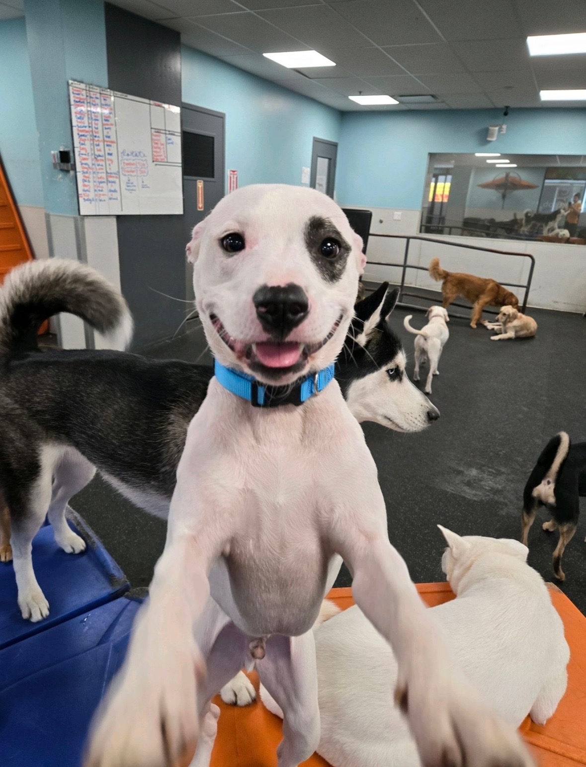 Happy Toy Box dog 
