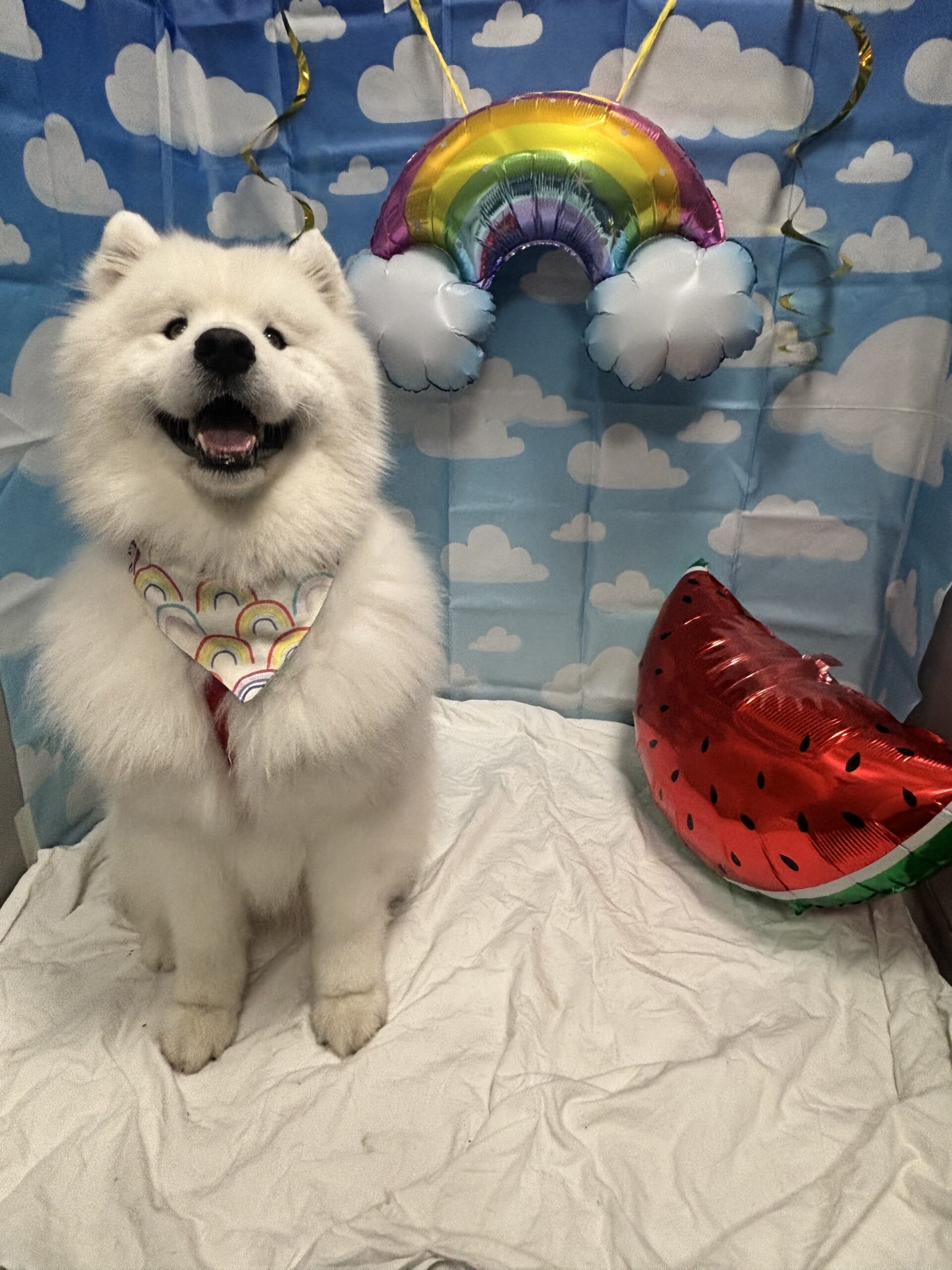 Happy dog on picture day 