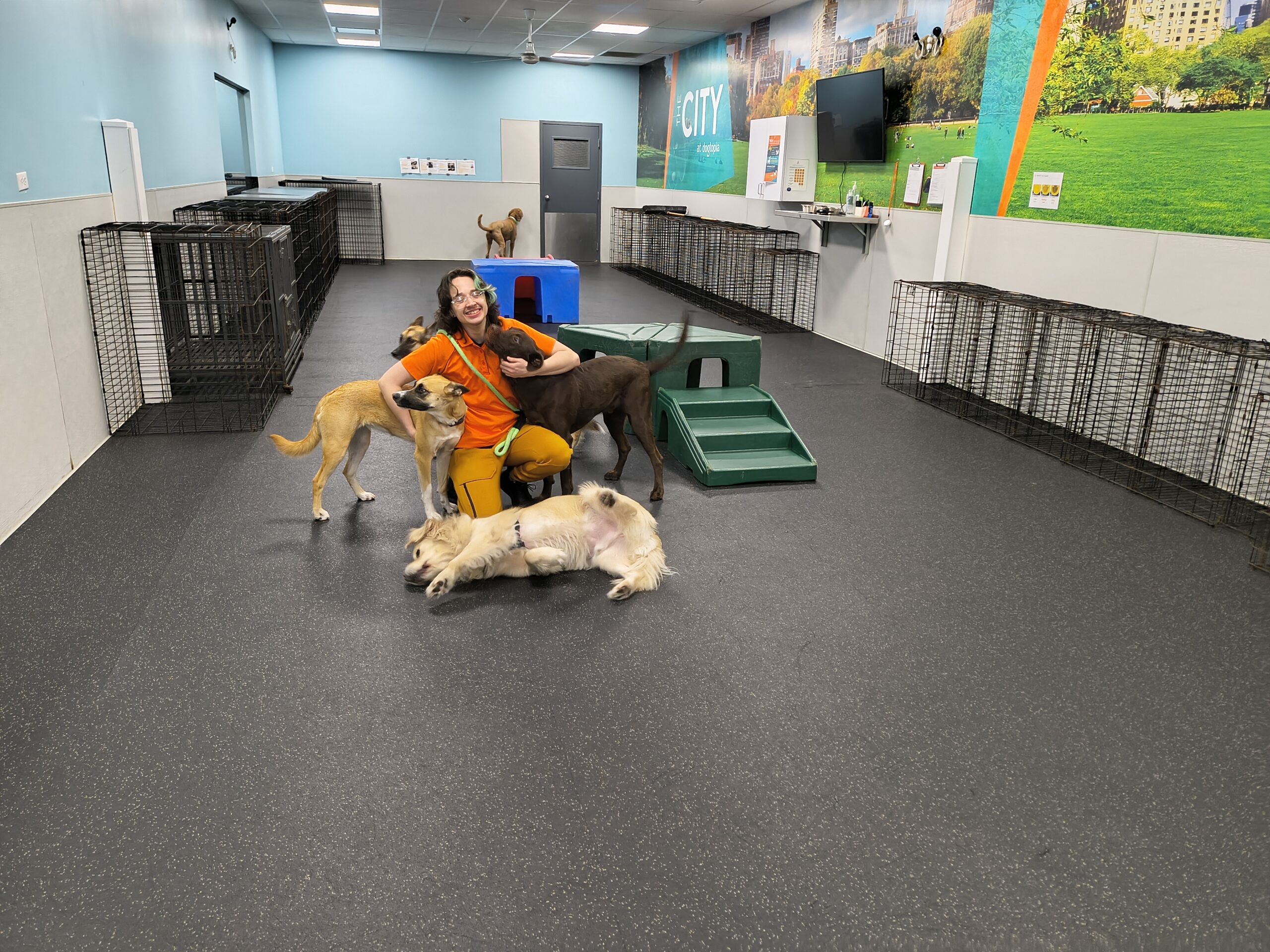 Happy Dogs