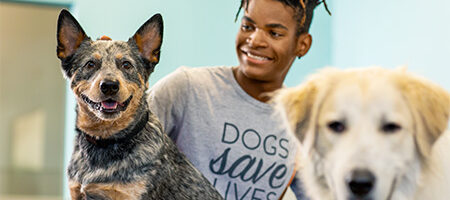 Dog daycare summer