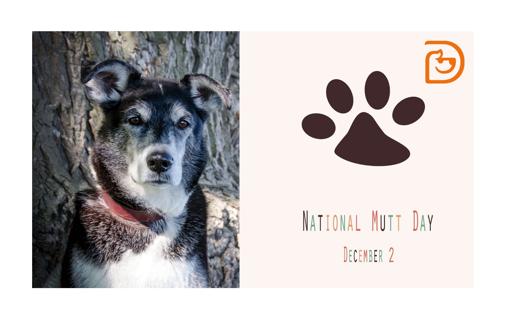 National "Mutt" Day Arlington Heights