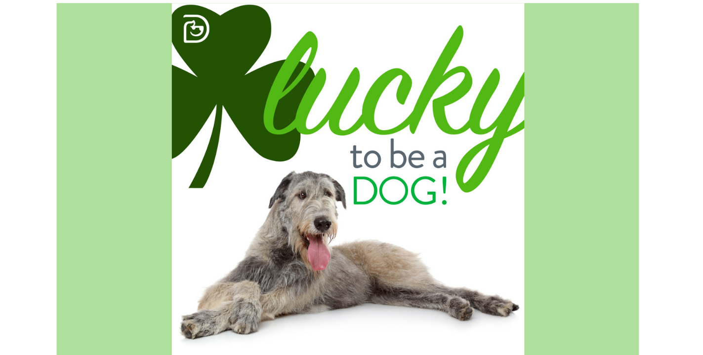 Dogtopia Foundation Lucky Dog Contest Arlington Heights