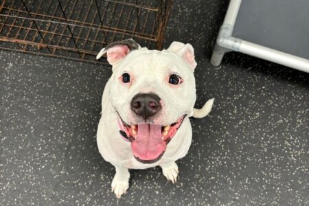Canine-American Bulldog-Dogtopia