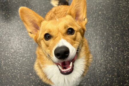 Canine-Pembroke Welsh Corgi-Dogtopia