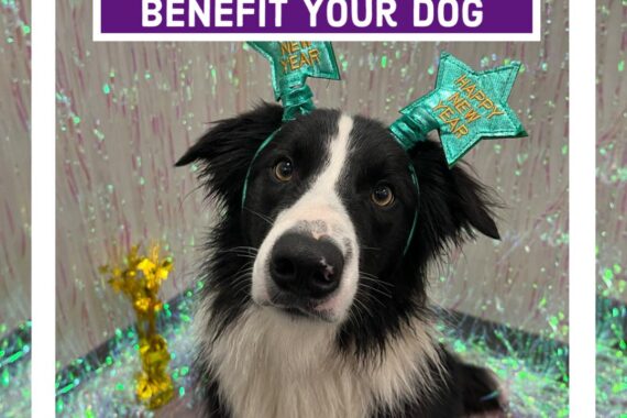 New Year's resolutions for your dog