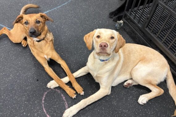 purposeful play with two dogs