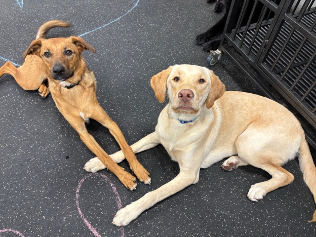 purposeful play with two dogs