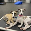 Dogtopia-Whippets-Canine