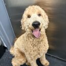 canine-Goldendoodle Mix-dogtopia