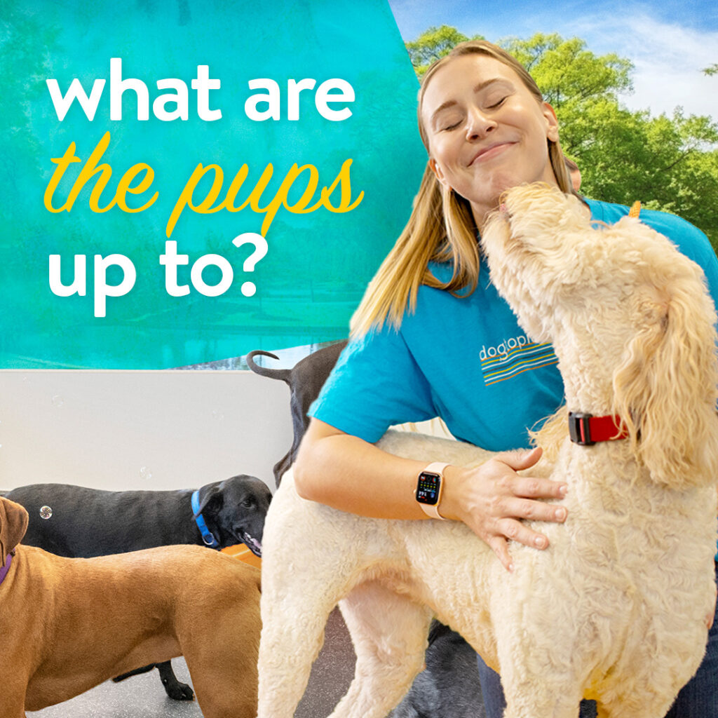 showing what the dog's are up to