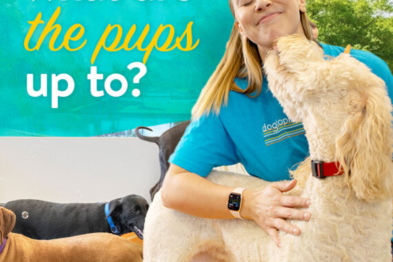 showing what the dog's are up to