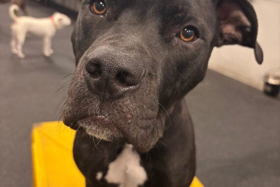 Dogtopia-American Pit Bull Terrier-Canine