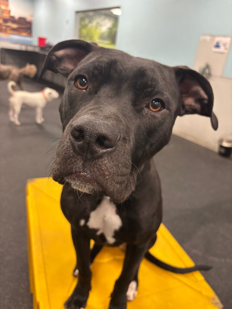 Dogtopia-American Pit Bull Terrier-Canine
