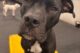 Dogtopia-American Pit Bull Terrier-Canine