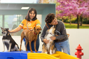 certified canine coaches