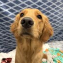 Golden Retriever-Dogtopia-Canine