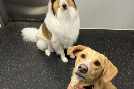 Mixed breed-Dogtopia-Canine