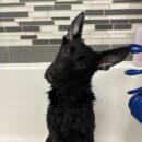 German Shepherd-Dogtopia-Canine