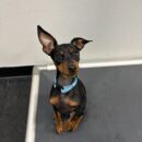 Dogtopia-Miniature Pinscher-Canine