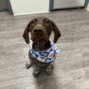 Dogtopia-German Shorthaired Pointer-Canine