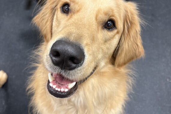 the secret ingredient to a happy dog