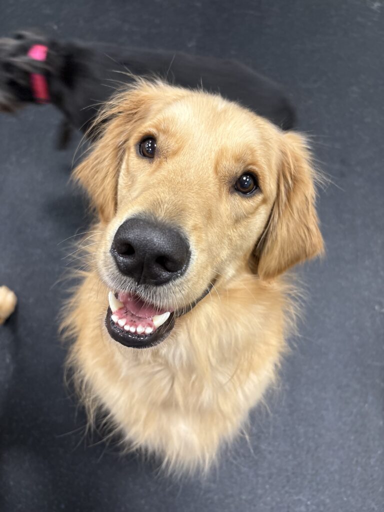 the secret ingredient to a happy dog