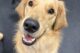 the secret ingredient to a happy dog