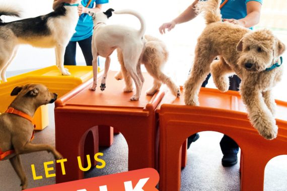 National Walk your dog month