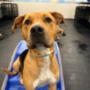 Dogtopia-American Pit Bull Terrier-Canine