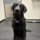 Dogtopia-Labrador Retriever-Canine